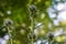 Selective focus of the growing thistle with its sharp prickles in the wild