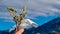 Selective focus of hand of person holding pussy willows in spring with scenic view of snow capped mountain Mittagskogel