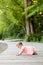 Selective focus of Happy 6 month little kid wearing pink dress crawling on the grass and playing