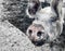 Selective focus. Happy pig with dirty snout poses for the camera