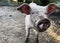 Selective focus. Happy pig with dirty snout poses for the camera