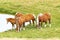 Selective Focus - Herd of wild horses in the Andorran Pyrenees enjoying the wildlife