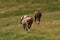 Selective Focus - Herd of wild horses in the Andorran Pyrenees enjoying the wildlife