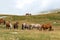 Selective Focus - Herd of wild horses in the Andorran Pyrenees enjoying the wildlife