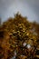 Selective focus of Hesperocyparis macrocarpa (Monterey Cypress) branches