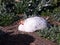 Selective focus high angle view of white African guinea resting in the sun in park