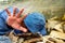 Selective focus of Homeless dirty hand in abandoned house. Him He tried to raise his hand to prevent danger from physical abuse. c