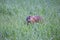 Selective focus horizontal portrait of groundhog with wet spiky fur hiding in grass