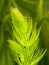 Selective focus of Hornwort plant Ceratophyllum demersum on a fish tank - macro close up