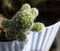 Selective focus on houseplant white Mammillaria vetula in sunlight.