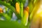 Selective focus image of a corn cob.