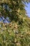 Selective focus Indian Gooseberry on tree.Phyllanthus emblica or Indian gooseberry fruits. Also known as emblic,emblic myrobalan,m