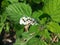 Selective Focus of Indian Heliotrope Plant or Heliotropium Indicum During the Day