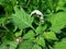 Selective Focus of Indian Heliotrope Plant or Heliotropium Indicum During the Day