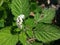 Selective Focus of Indian Heliotrope Plant or Heliotropium Indicum During the Day