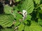 Selective Focus of Indian Heliotrope Plant or Heliotropium Indicum During the Day