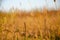 Selective focus inflorescences of dry grass on background of sunset with copy space. Silhouettes of dry plants. Natural background