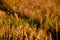 Selective focus inflorescences of dry grass on background of sunset with copy space. Silhouettes of dry plants. Natural background