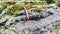 selective focus on a insect on a rock surface