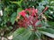 Selective focus Ixora chinensis is a tropical evergreen shrub in the family Rubiaceae native to southern China to Malaysia