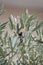 Selective focus of Javan munia perched on olive leaves