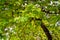 Selective focus of Judas tree leafs Cercis siliquastrum with blurred background in springtime