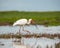 Selective focus of a juvenile white Ibis looking for food on a swamp with a blurred background
