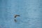 Selective focus of a killdeer flying above water under the sunlight at daytime