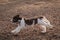 Selective focus of a labradoodle running outdoors