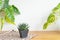 Selective focus of Lace Aloe, Aristaloe aristata green succulent haworthia plant pot with green leaves on wooden table top