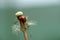 Selective focus of the ladybug on the dandelion