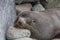 Selective focus of a lazy sleepy seals face