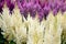 Selective focus of lilac and light yellow Astilbe flowers false goat`s beard. Russian Far East.