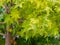 Selective focus of liquidambar sweetgum tree green leafs with blurred background