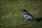 Selective focus of a lone crow standing in a grass field