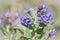 Selective Focus. Lungwort. Blue flowers of a forest medicinal plant. Close-up