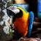 Selective focus of a macaw perched on a wooden surface