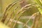 Selective focus macro ears of rice yellow color in farmland countryside of Thailand