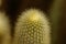 A selective focus macro image of a cactus