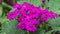 Selective focus of Magenta colour daisy flowers pericallis hybrid