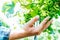 Selective focus at male farmers hands examining a bunch of green grapes in farm,