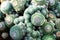 Selective focus of Mammillaria matudae cactus