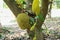 Selective focus on mature jackfruit hanging from the body of the tree in the organic farm with blurred group of baby jackfruits in