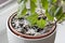 Selective focus on mould growing on a soil in the flower pot with the house plant. Young ivy plant in humid environment. Fungus