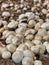 Selective focus of mushrooms growing in a dirt farm inside a grocery store