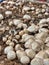 Selective focus of mushrooms growing in a dirt farm inside a grocery store