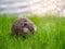 Selective focus. Muskrat to feast on juicy young green grass on the lawn near the reservoir. Close-up