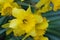 Selective focus of narcissus. Yellow narcissus on a green background