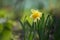 Selective focus of narcissus. Yellow narcissus on a green background