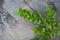 Selective focus of Natal plum round leaves and branches with sharp thorns in natural sunlight. Carissa macrocarpa.